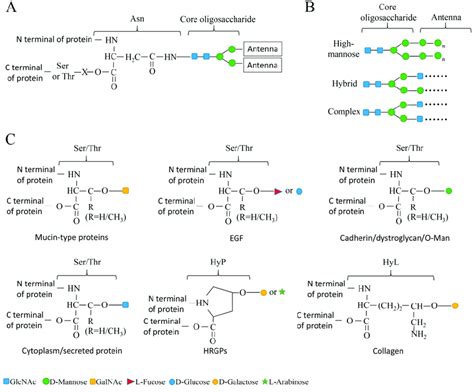 Diagram Showing The Structure Of N Linked And O Linked Glycosylation Download Scientific