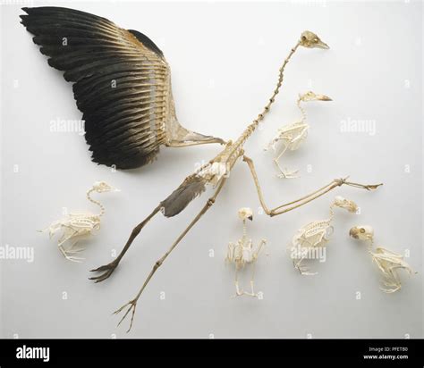 Bird Skeletons Including From Left To Right Mandarin Duck Gliding