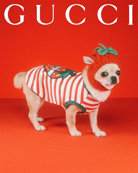 Gucci For Pets Lands With Adorable Portraits From Max Siedentopf