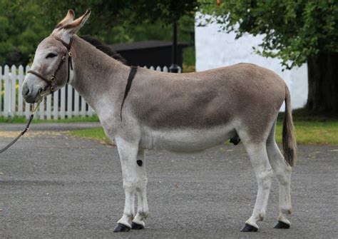 How Long Do Donkeys Live
