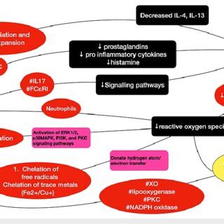 Schematic Representation Of The Pathways Involved In Flavonoid Mediated