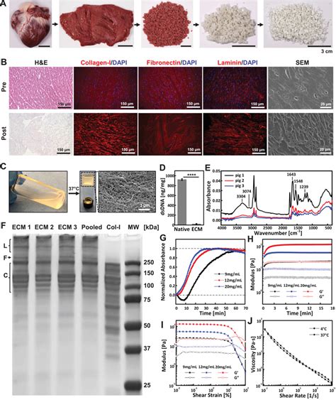 ECM Preparation And Characterization A Decellularized Cardiac Tissue