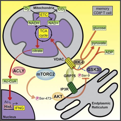 Mitochondria Endoplasmic Reticulum Contact Sites Function As