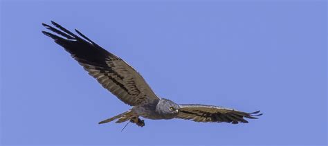 El Ave Del A O Llega A Sus Lugares De Cr A Seo Birdlife