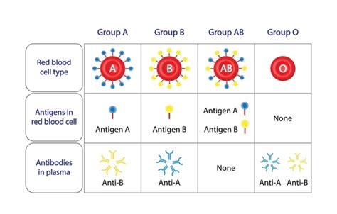 224 Blood Compatibility Chart Royalty-Free Images, Stock Photos & Pictures | Shutterstock