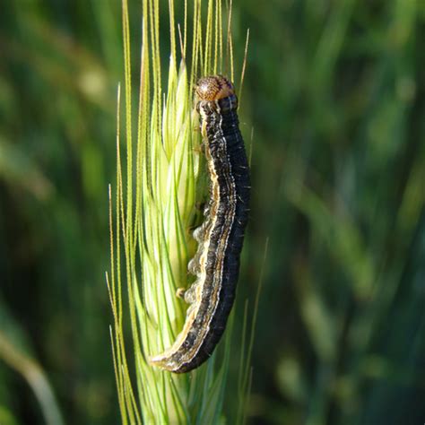 Armyworm In Wheat Syngenta Canada