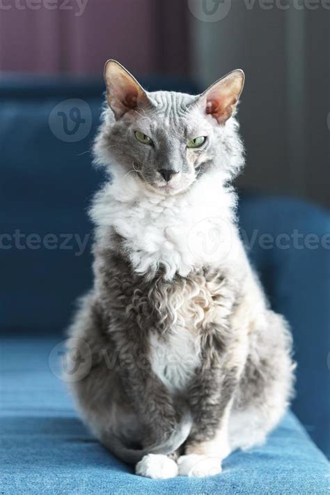 Portrait of Donskoy Sphynx cat at home 16237872 Stock Photo at Vecteezy