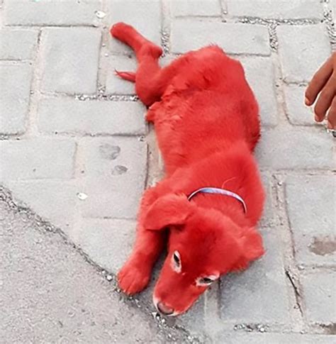 Dog Dyed Red Rescued After It Was Bought For £133 By Man Who Liked The