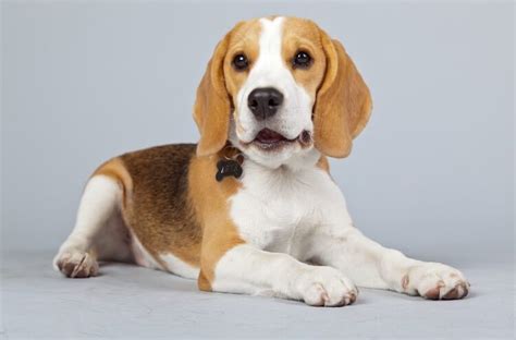 Pocket Beagle Breed Facts Everything You Need To Know