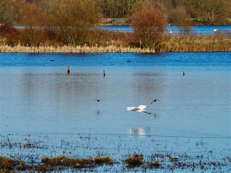 P2094033 Great White Egret Rutland Water Nature Reserve Flickr