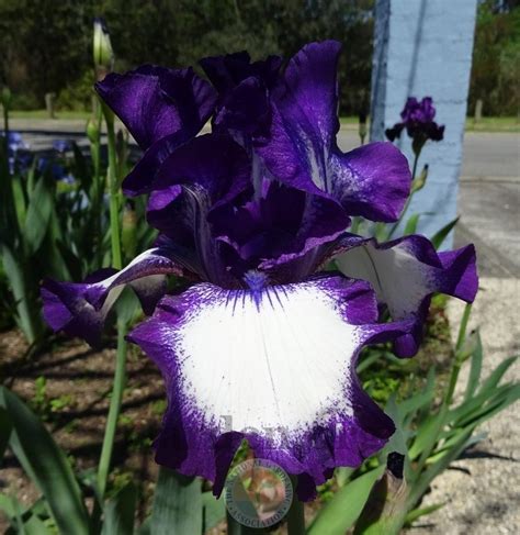 Tall Bearded Iris Iris Going My Way In The Irises Database