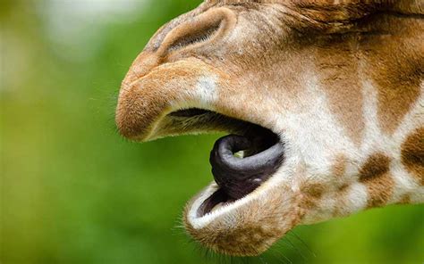 Giraffe Lips - Parketis