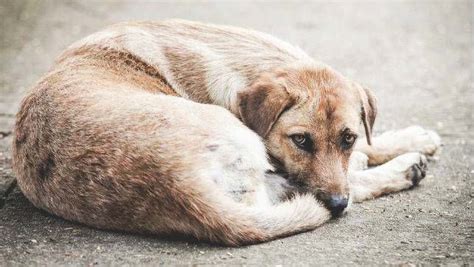 homeless animals - pursuitofflight.com homeless animals