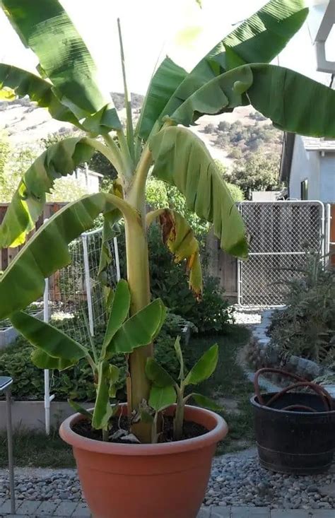 Banana Trees Plant Lover S Guide To Buying Caring And Vastu Tips