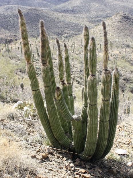 Wayward Organ Pipe Cactus Found At Saguaro