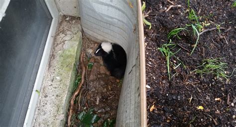 Wildlife Control Etobicoke: Skunks Den on Your Property