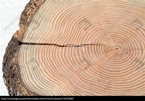 Jahresringe Jahrring Holzring Stockfoto Bildagentur