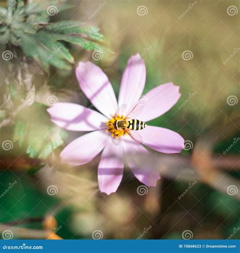 Pink Flower And Bee Background Stock Image Image Of Beauty Blossom