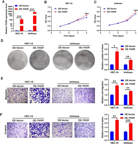 Overexpression Of Thor Promotes Cell Proliferation Colony Formation