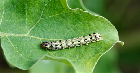 How To Get Rid Of Cutworms That Are Invading Your Garden Happysprout