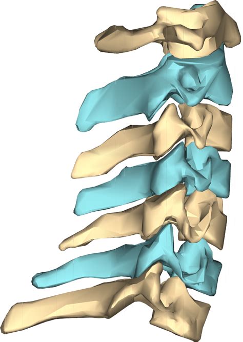 Bone Joint Atlas Cervical Vertebrae Png Clipart Anatomy Angle Atlas