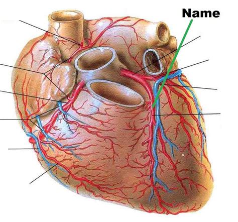 Arteries/Veins of the Heart Diagram | Quizlet