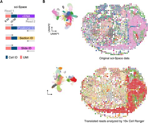 Translation Of Multimodal Scrna Seq Reads A Read Structures Of