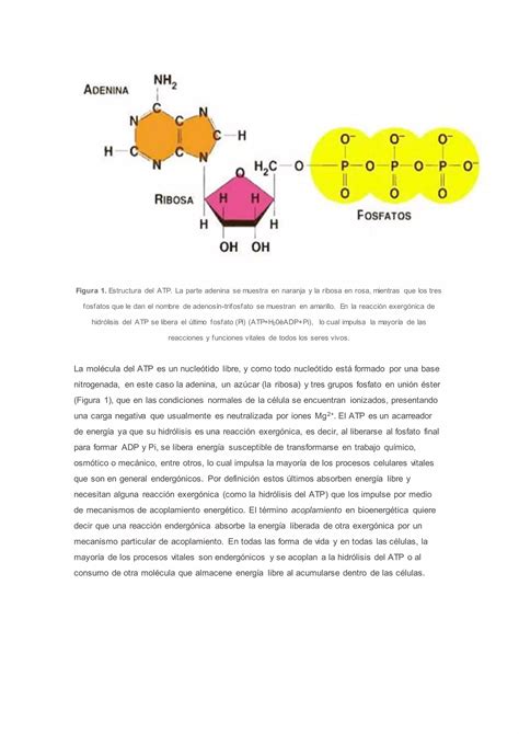 Bioenergetica Mitocondria Fosforilacion Pdf