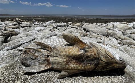 La Sequ A Mata A Miles De Peces En El Norte De M Xico Enfoque Noticias