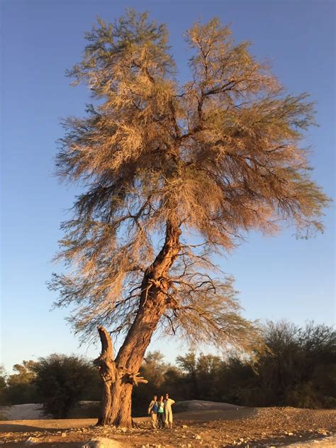 Núcleo Milenio Ecología Histórica Aplicada Estudiará Bosques Del