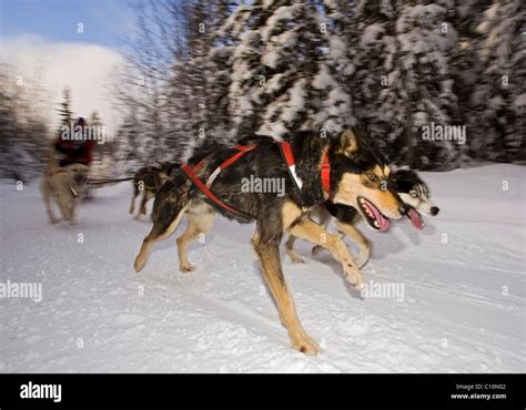 Running sled dogs, dog team, Alaskan Huskies, musher, dog sled race ...