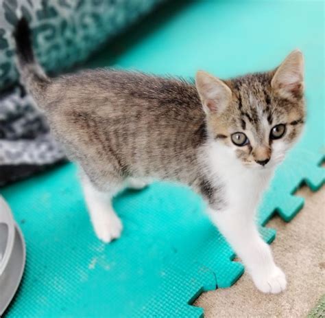 Sammy Female Domestic Short Hair Cat In Qld Petrescue