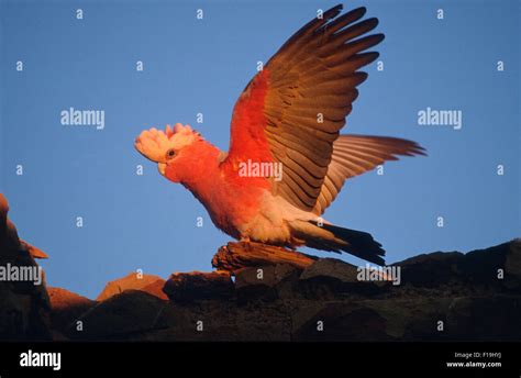 The Galah Eolophus Roseicapilla Also Known As The Rose Breasted