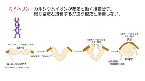 51高校生物胚の予定運命と器官形成 YouTube