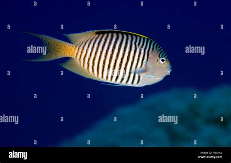 Zebra Angelfish Genicanthus Caudovittatus Male Red Sea Egypt Stock