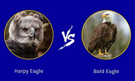 Harpy Eagle Vs. Bald Eagle: What Are 7 Key Differences? - Wiki Point