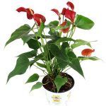 7 Types Of Anthuriums To Grow As Houseplants Gardeners Path