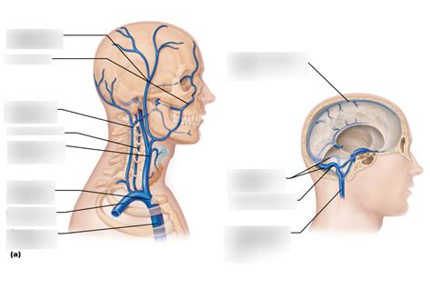 Veins Part Figure Venous Drainage Of The Head Neck And Brain