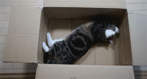 Lessons You Can Learn From Cats In Boxes - Barnorama