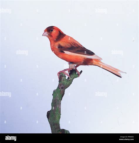 RED FACTOR CANARY - SIDE VIEW Stock Photo - Alamy