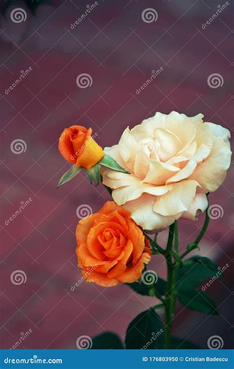 Orange And White Rose In The Park On Cloudy Day Stock Photo Image Of