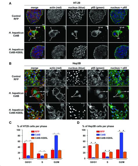 Effects Of The Cdtb Subunit Of Helicobacter Hepaticus Cdt On The