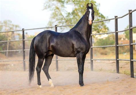 Unique Horse Breeds: 5 rare breeds of horses are found in one place