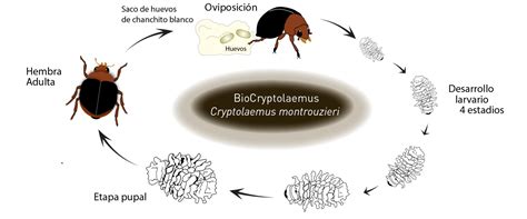 Biocryptolaemus Ciclo Biologico Biobee Peru