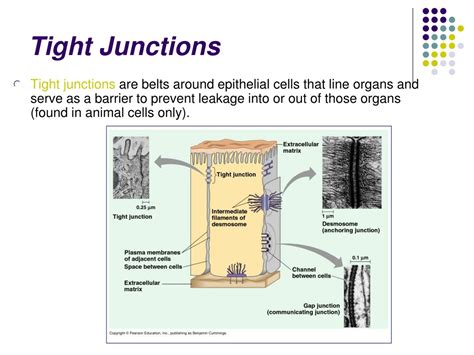 Ppt Cell Communication Signal Transduction Powerpoint Presentation