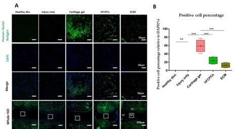 Preservation Of Implanted Cells In The Disc Nucleus Pulposus Np Of A