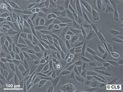 Cho Cell Line In Bioproduction Applications And Innovations