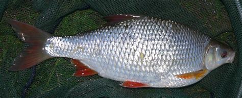 Fish Index: Common Roach (Rutilus rutilus)