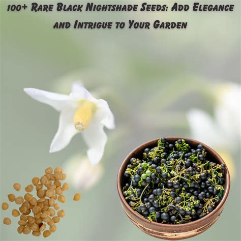 500 Rare Solanum Nigrum Black Nightshade Seeds Exquisite Garden