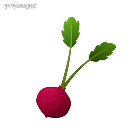 Radish Fresh Vegetable Vector Concept Healthy Diet Flat Style